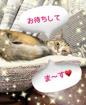 Chiaki Arimaの写メ日記｜エレガント 吉原高級店ソープ