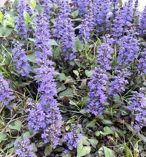 Chiaki Arimaの写メ日記｜エレガント 吉原高級店ソープ