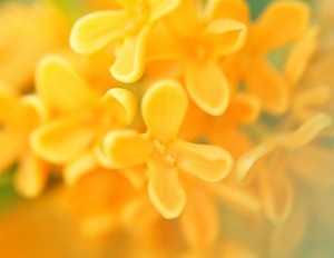 Ichika Amaneの写メ日記｜エレガント 吉原高級店ソープ