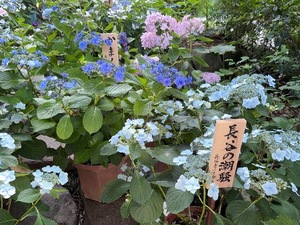 Yu Shiraneの写メ日記｜エレガント 吉原高級店ソープ