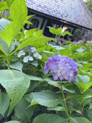 Yu Shiraneの写メ日記｜エレガント 吉原高級店ソープ