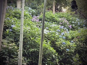 Yu Shiraneの写メ日記｜エレガント 吉原高級店ソープ