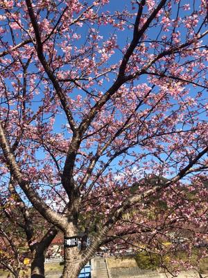 Yu Shiraneの写メ日記｜エレガント 川崎高級店ソープ