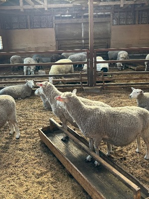 Yu Shiraneの写メ日記｜エレガント 吉原高級店ソープ