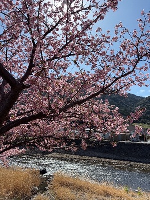 Yu Shiraneの写メ日記｜エレガント 吉原高級店ソープ