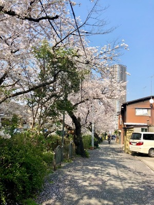 Yu Shiraneの写メ日記｜エレガント 吉原高級店ソープ