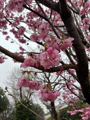Yu Shiraneの写メ日記｜エレガント 川崎高級店ソープ