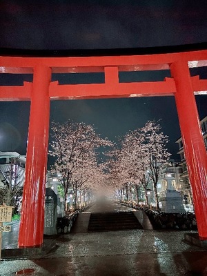 Yu Shiraneの写メ日記｜エレガント 吉原高級店ソープ