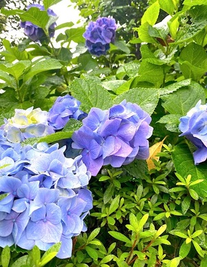Mami Nonakaの写メ日記｜エレガント 吉原高級店ソープ