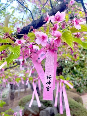 Mami Nonakaの写メ日記｜エレガント 吉原高級店ソープ