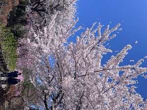 Mami Nonakaの写メ日記｜エレガント 吉原高級店ソープ