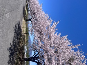 Mami Nonakaの写メ日記｜エレガント 吉原高級店ソープ