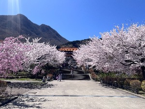 Mami Nonakaの写メ日記｜エレガント 吉原高級店ソープ