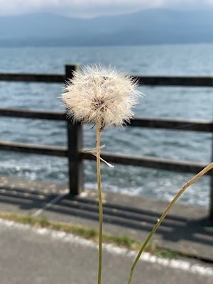 Ayami Imaiの写メ日記｜エレガント 吉原高級店ソープ