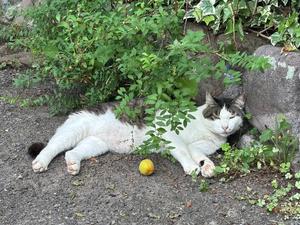 Ayami Imaiの写メ日記｜エレガント 吉原高級店ソープ