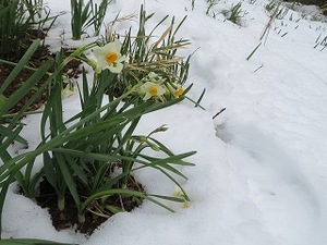 Ayami Imaiの写メ日記｜エレガント 吉原高級店ソープ