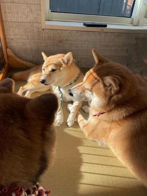 Ayami Imaiの写メ日記｜エレガント 吉原高級店ソープ