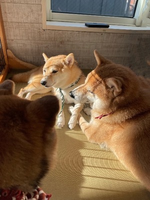 Ayami Imaiの写メ日記|エレガント 吉原高級店ソープ