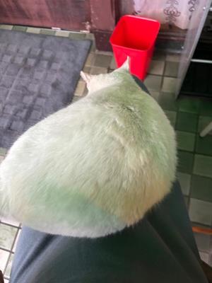 Ayami Imaiの写メ日記｜エレガント 吉原高級店ソープ