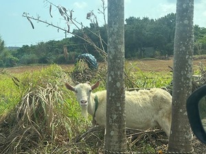 Ayami Imaiの写メ日記｜エレガント 吉原高級店ソープ
