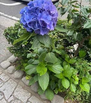 Saika　Houzukiの写メ日記｜エレガント 吉原高級店ソープ