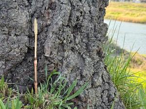 Shizuku Tsukinoの写メ日記｜エレガント 川崎高級店ソープ