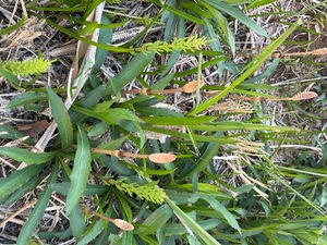 Megumi Niiyamaの写メ日記｜エレガント 川崎高級店ソープ