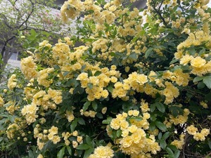 Megumi Niiyamaの写メ日記｜エレガント 吉原高級店ソープ