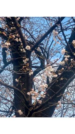 新垣いちかの写メ日記｜ハールブルク 吉原高級店ソープ