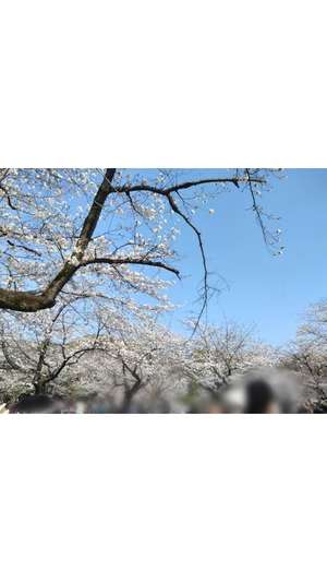 新垣いちかの写メ日記｜ハールブルク 吉原高級店ソープ