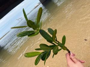橘 杏紗の写メ日記｜ハールブルク 吉原高級店ソープ
