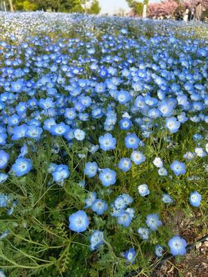 妻吹優花の写メ日記｜ハールブルク 吉原高級店ソープ