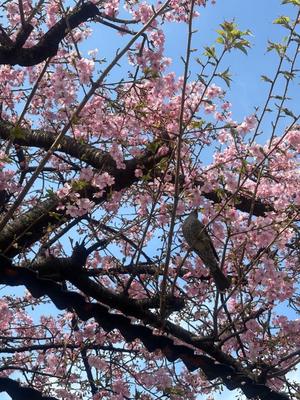 乃木風香の写メ日記｜ハールブルク 吉原高級店ソープ