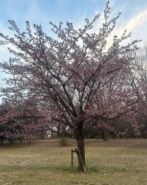 乃木風香の写メ日記｜ハールブルク 吉原高級店ソープ
