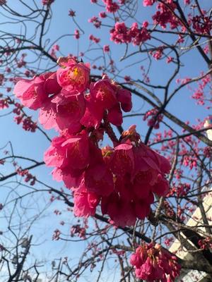 乃木風香の写メ日記｜ハールブルク 吉原高級店ソープ