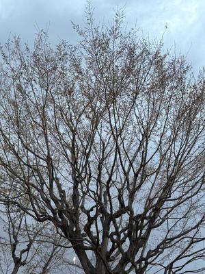 乃木風香の写メ日記｜ハールブルク 吉原高級店ソープ