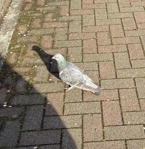 乃木風香の写メ日記｜ハールブルク 吉原高級店ソープ