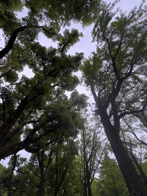 乃木風香の写メ日記｜ハールブルク 吉原高級店ソープ