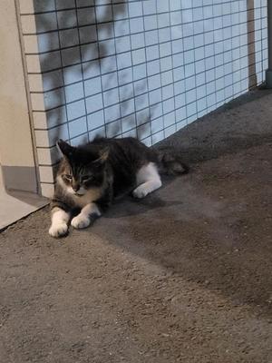 菜月理亜の写メ日記｜ハールブルク 吉原高級店ソープ