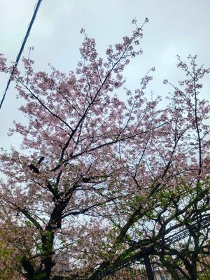 菜月理亜の写メ日記｜ハールブルク 吉原高級店ソープ