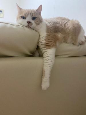 叶 麗花の写メ日記｜ハールブルク 吉原高級店ソープ