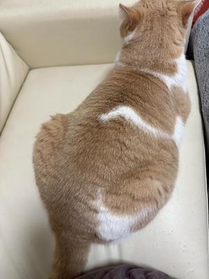 叶 麗花の写メ日記｜ハールブルク 吉原高級店ソープ