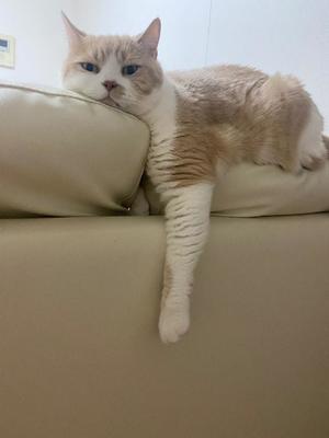 叶 麗花の写メ日記｜ハールブルク 吉原高級店ソープ