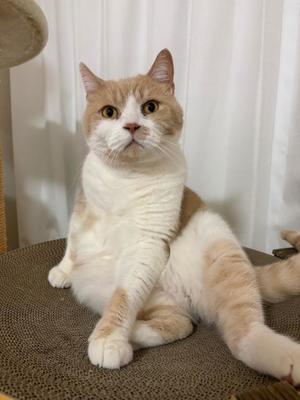 叶 麗花の写メ日記｜ハールブルク 吉原高級店ソープ