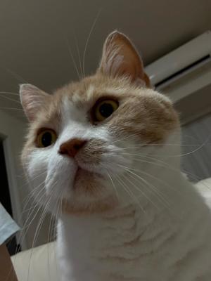 叶 麗花の写メ日記｜ハールブルク 吉原高級店ソープ