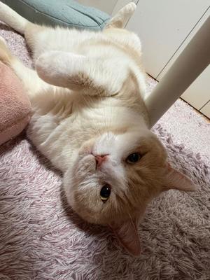 叶 麗花の写メ日記｜ハールブルク 吉原高級店ソープ