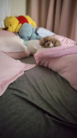 白鷺さらの写メ日記｜ハールブルク 吉原高級店ソープ