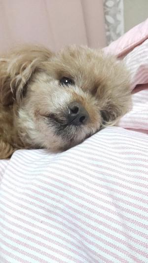 白鷺さらの写メ日記|ハールブルク 吉原高級店ソープ