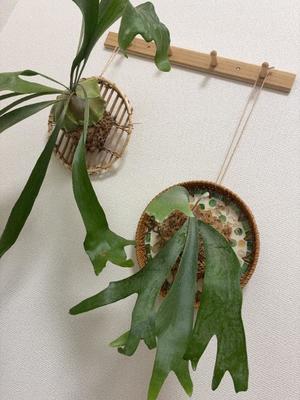 夢藤佑実の写メ日記｜ハールブルク 吉原高級店ソープ