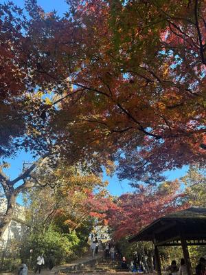 新妻涼子の写メ日記｜ハールブルク 吉原高級店ソープ